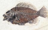 Diplomystus & Priscacara Fossil Fish Plate - x #22971-2